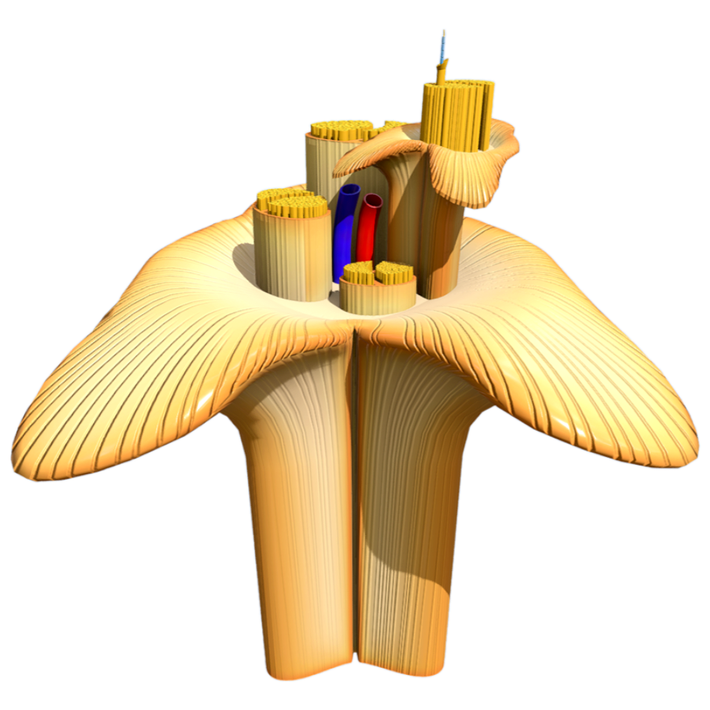 Cross section of human nerve cells (microscopic 3D structural diagram)