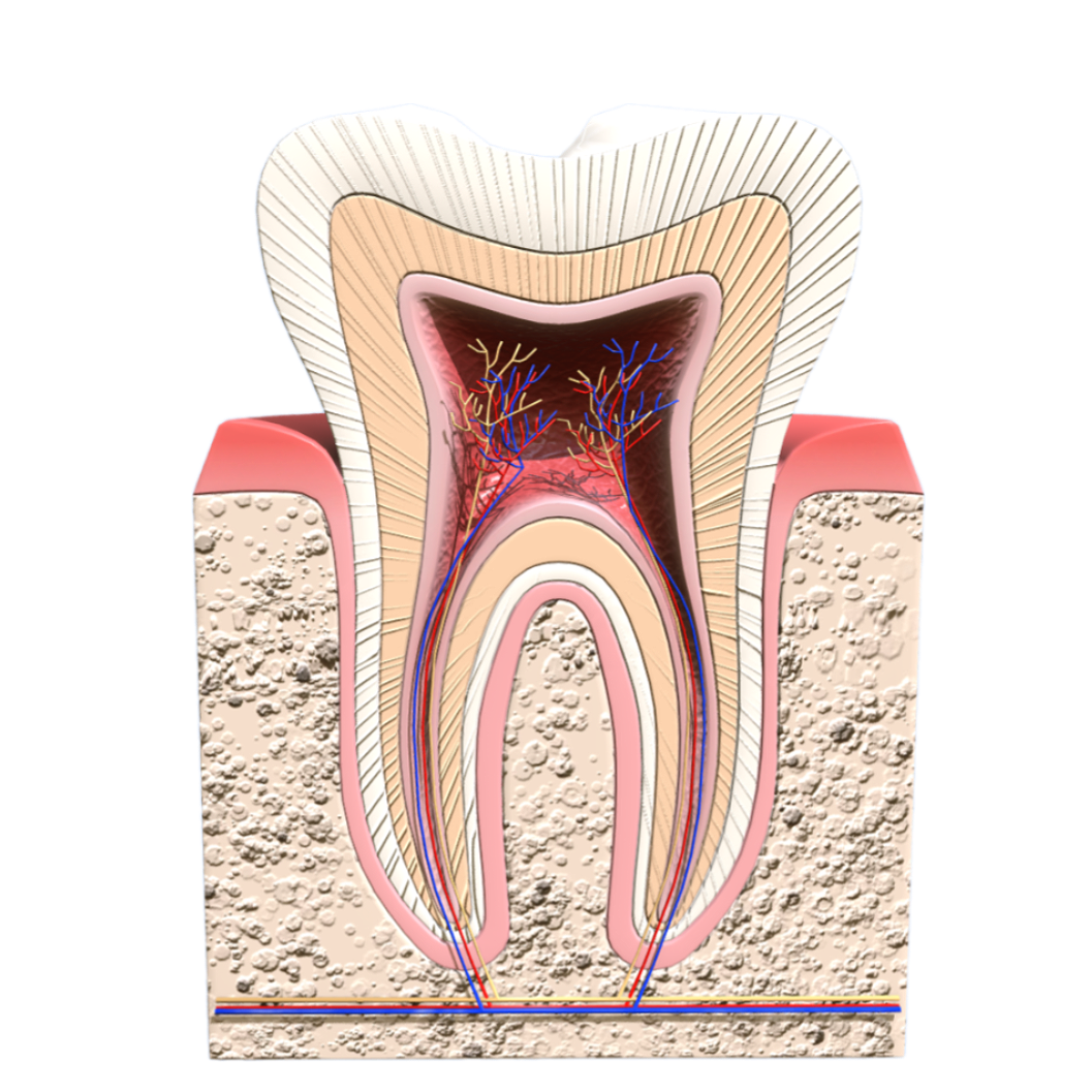 Sectional drawing of human teeth (medical 3D structural diagram)