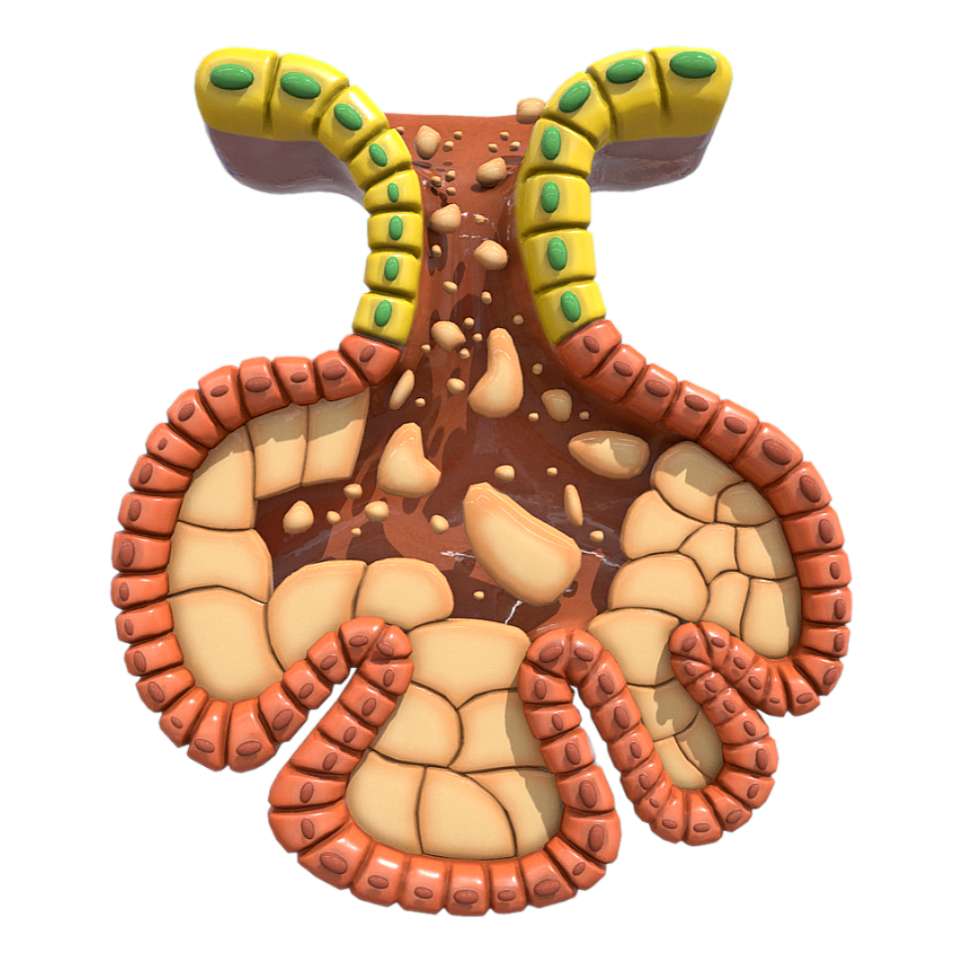 Human sebaceous glands (medical 3D structural diagram)