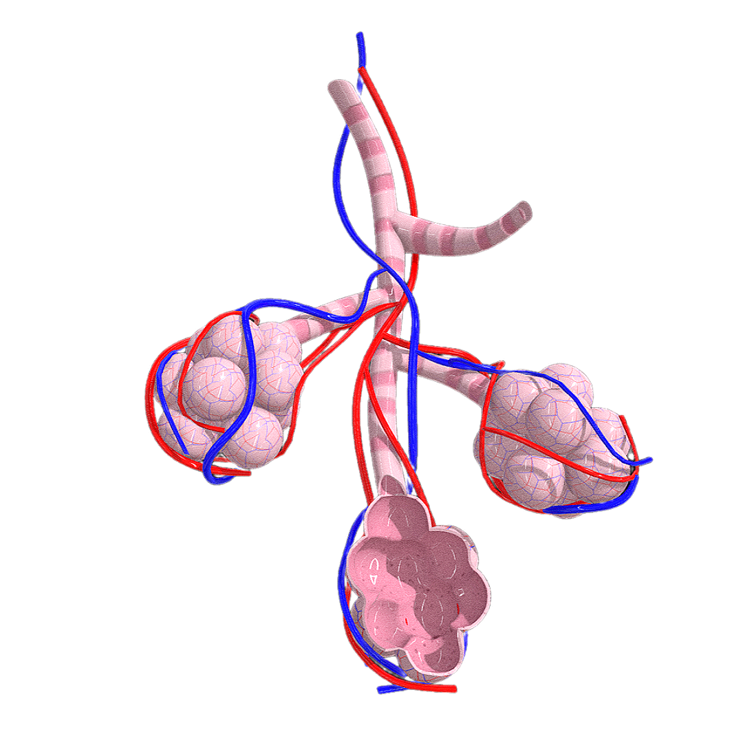 Alveolar sac (medical 3D structural diagram)