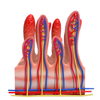 Small intestine wall cross-section (microscopic 3D structural diagram)