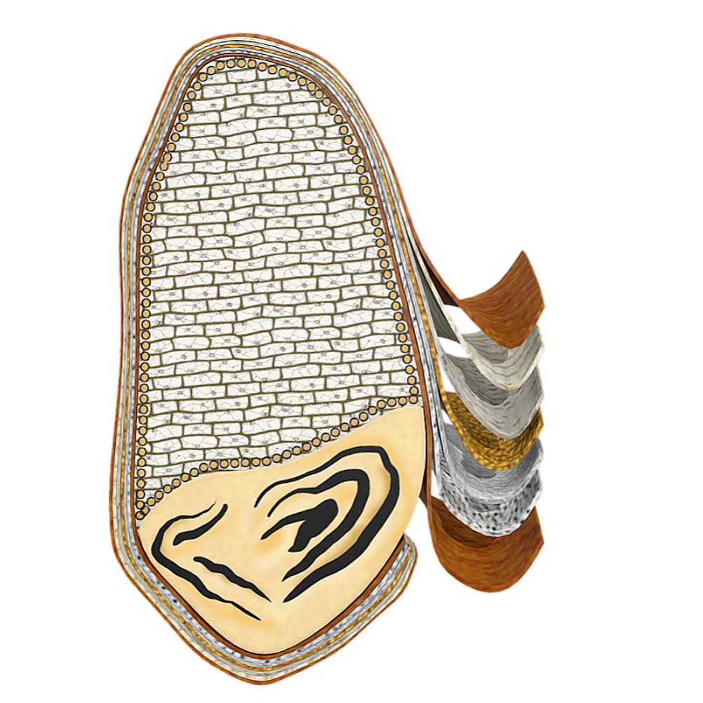 Wheat Grain Structure (3D Sectional Structure Diagram)