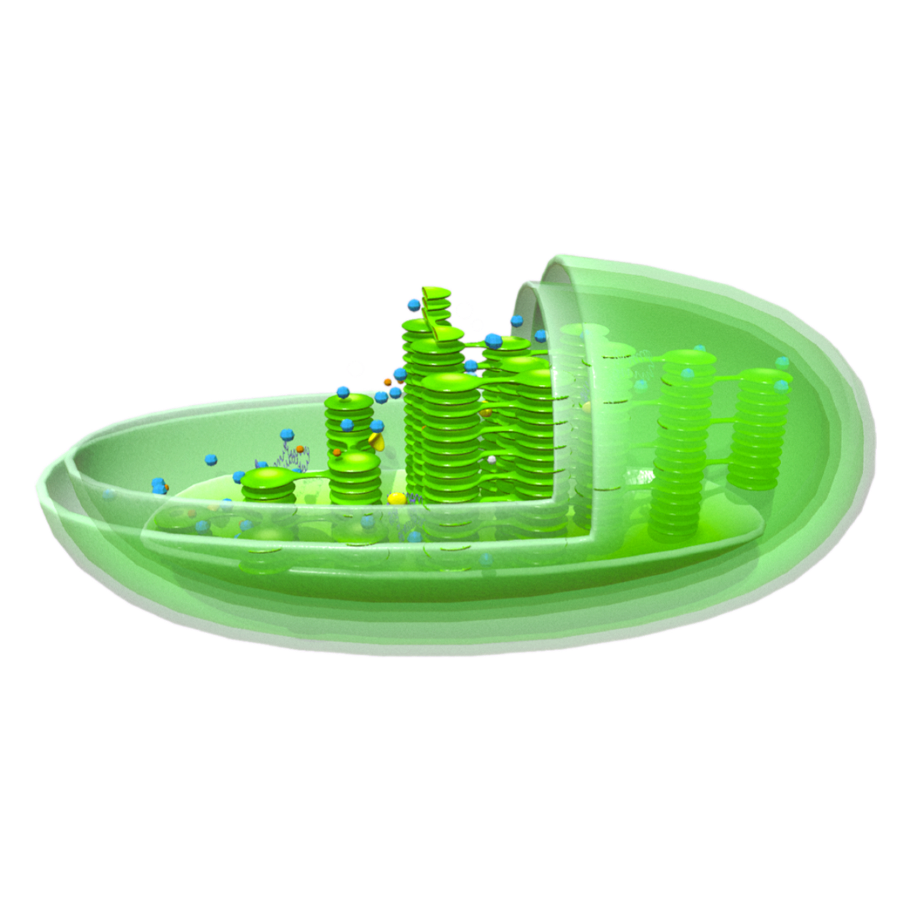 Chloroplasts (microscopic 3D structural diagram)