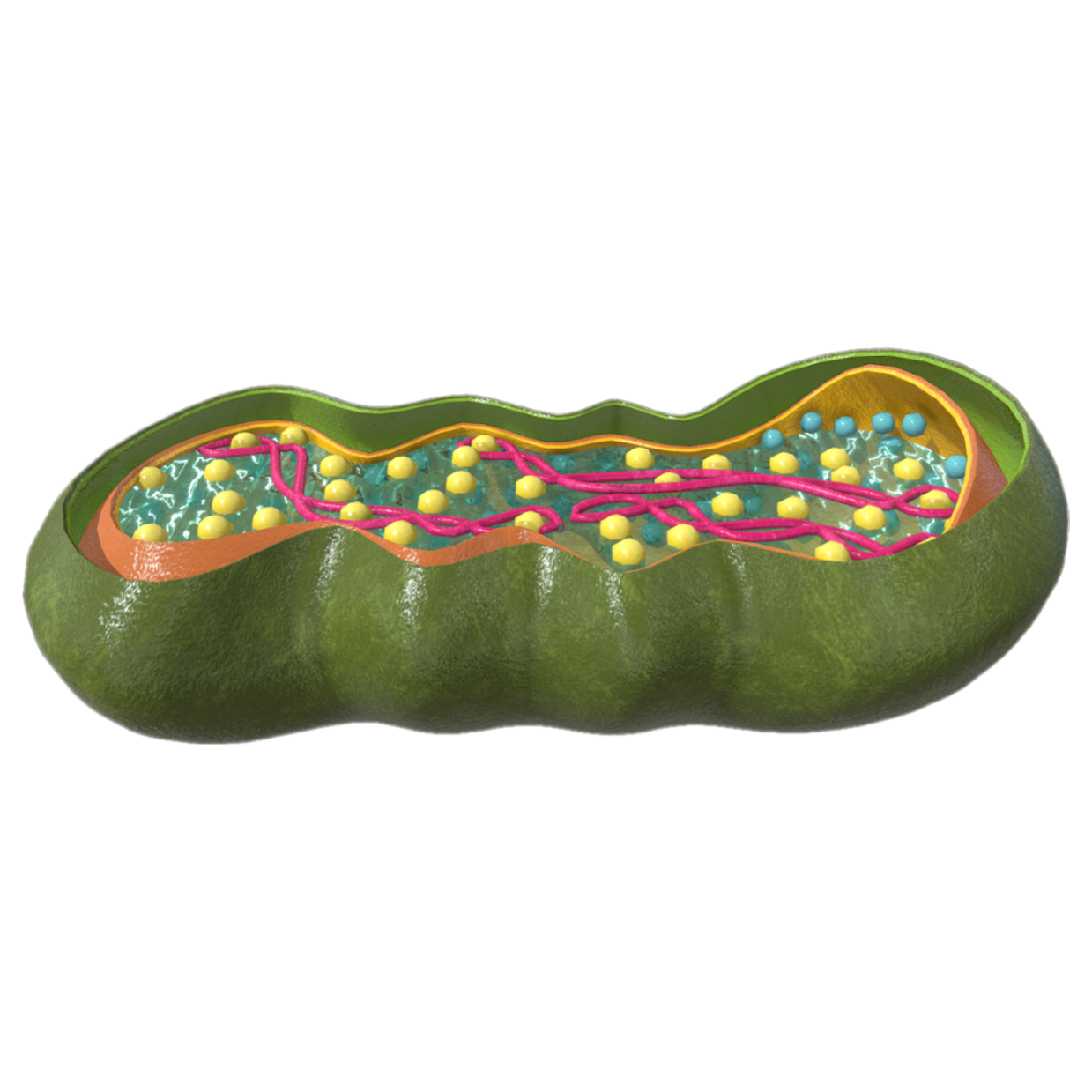 Mitochondria (Microscopic 3D Schematic)