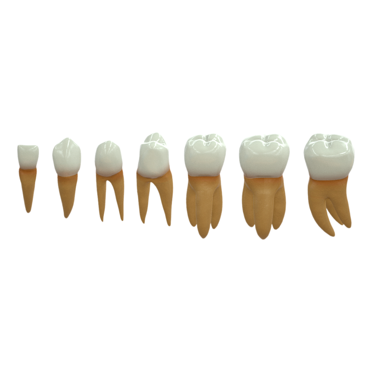 Types of human teeth (medical 3D models)