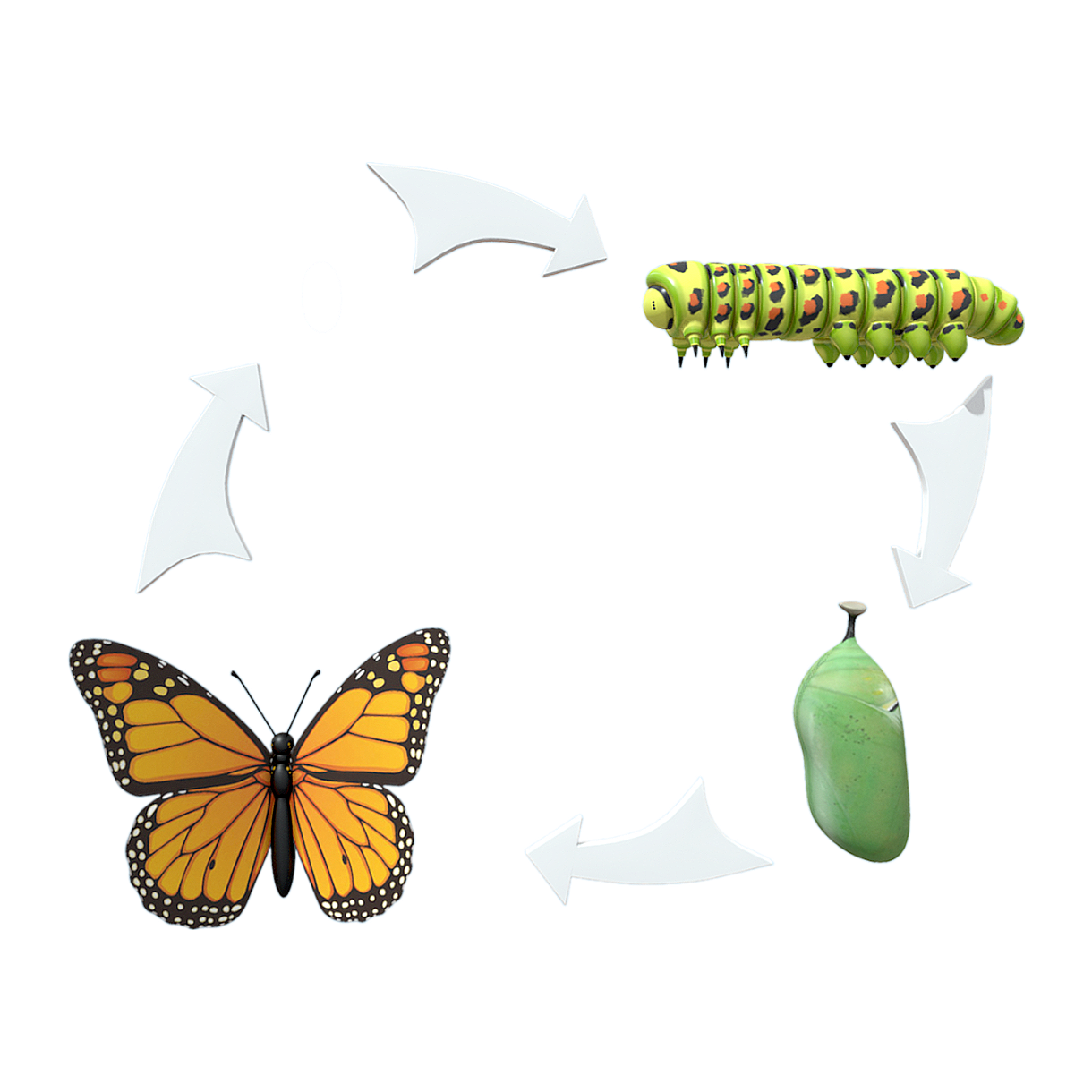 The life cycle of butterflies
