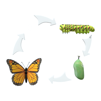 The life cycle of butterflies