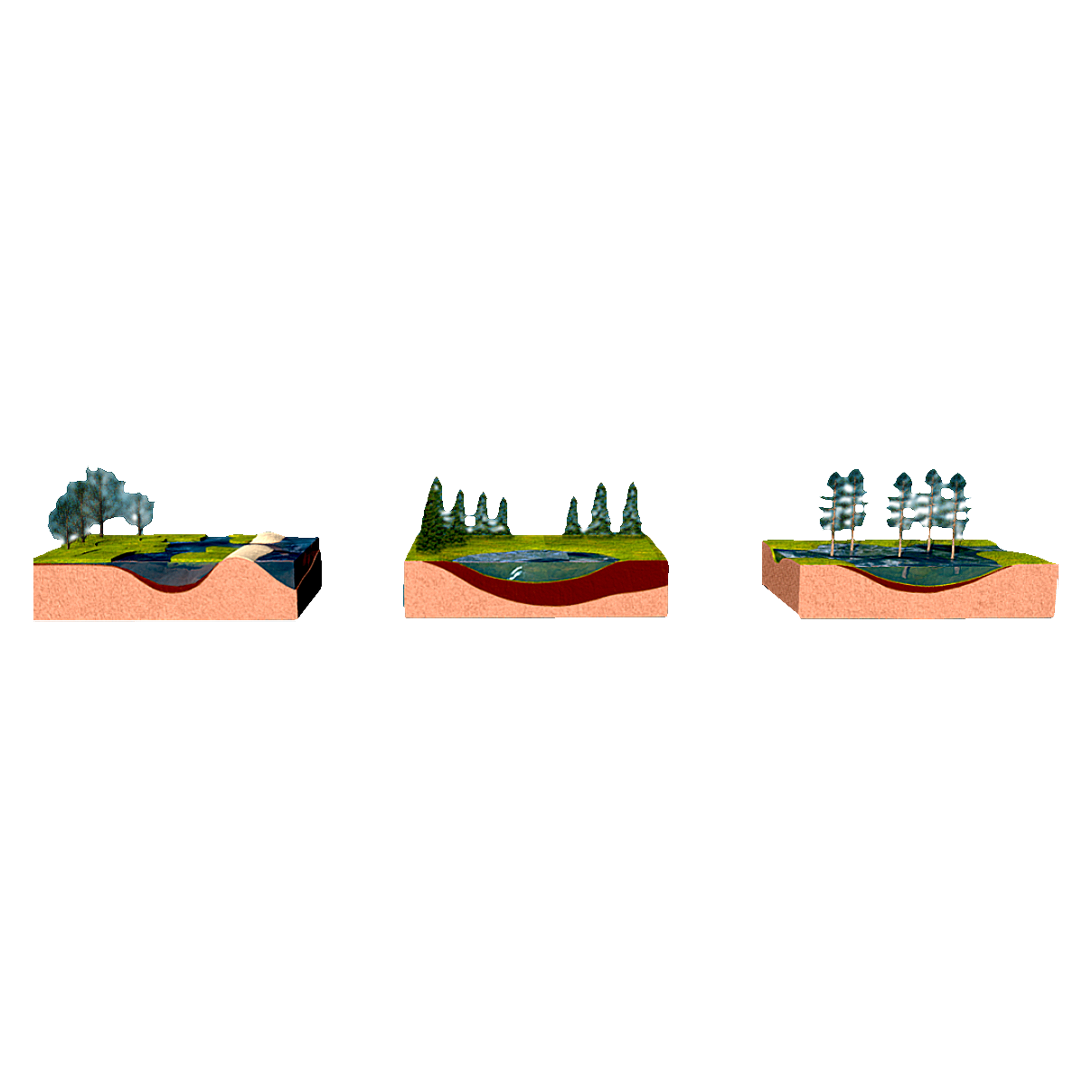 Types of Swamp Landforms