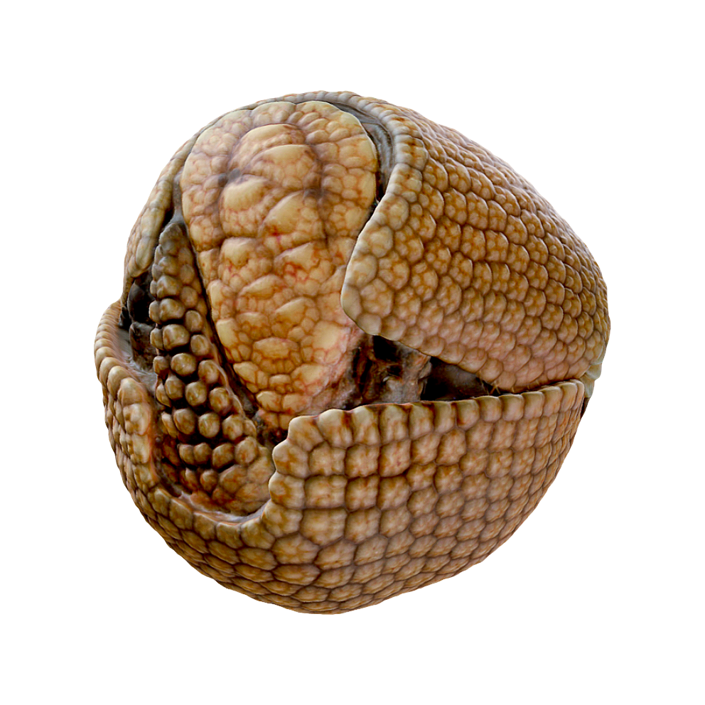 Curling Armadillo