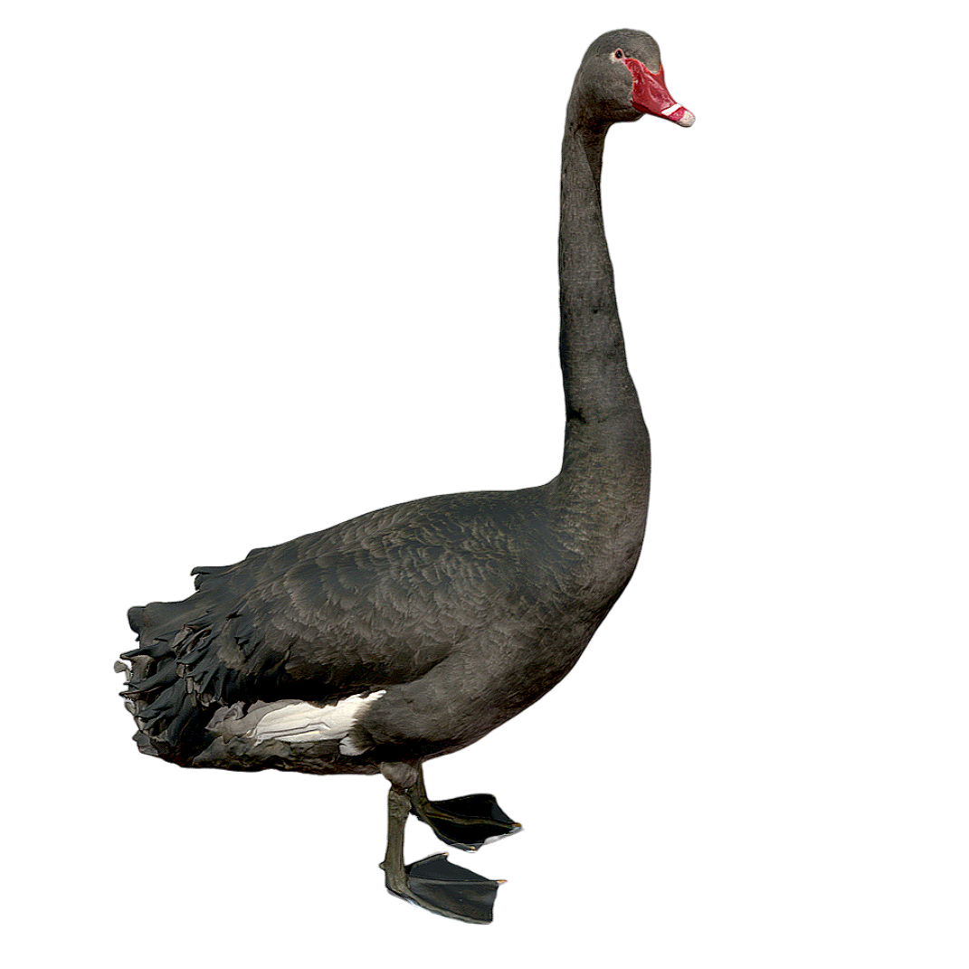 Black Swan Specimen