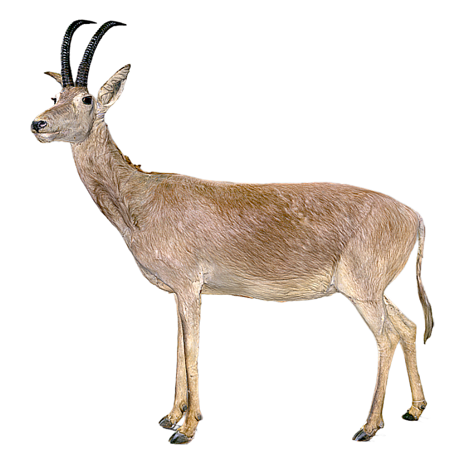 Blue antelope specimen