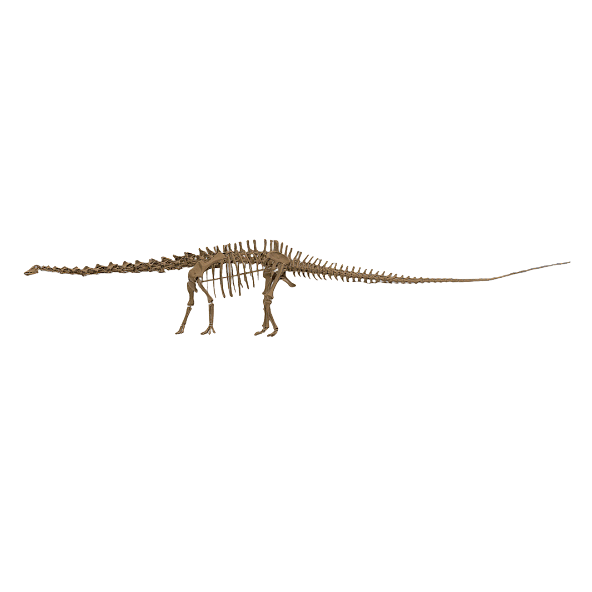 Lianglong skeleton