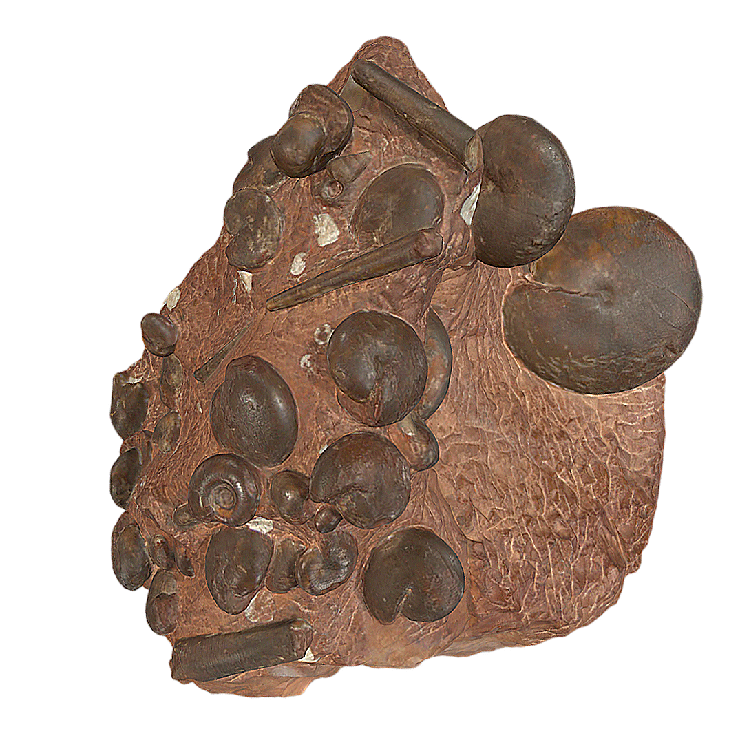 ammonite fossil 