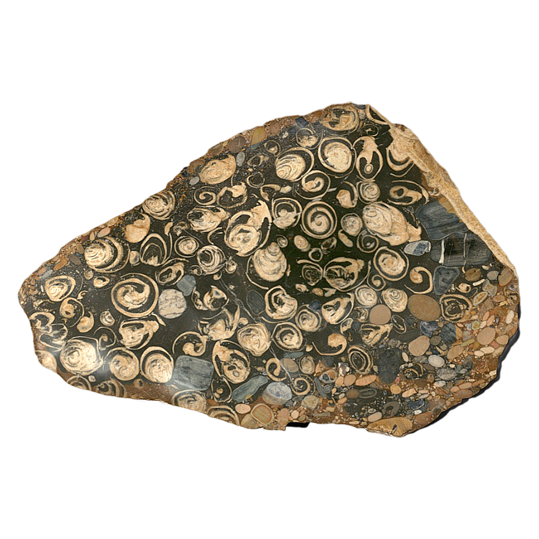 Gastropod shell fossils