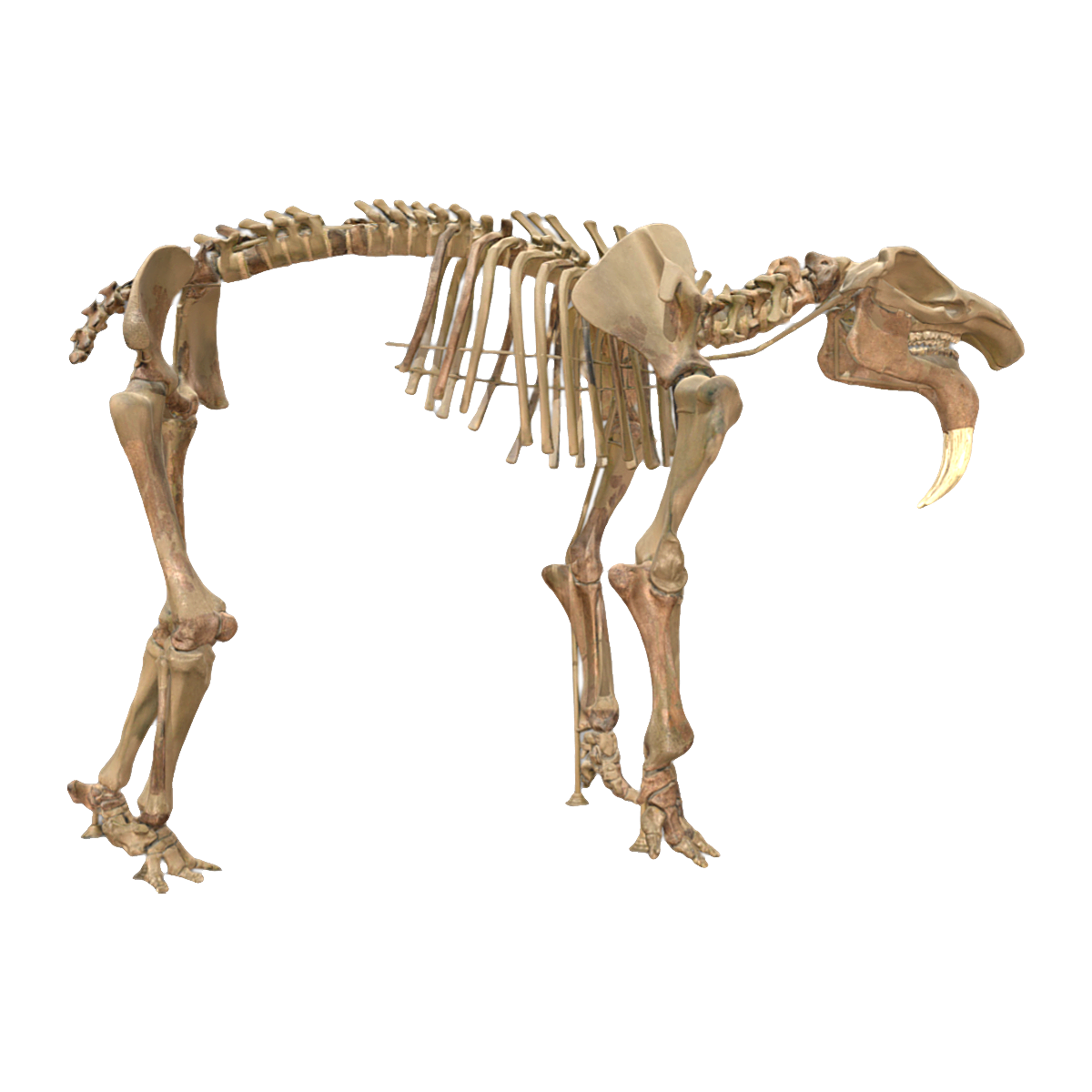Former Bavarian terror elephant skeleton