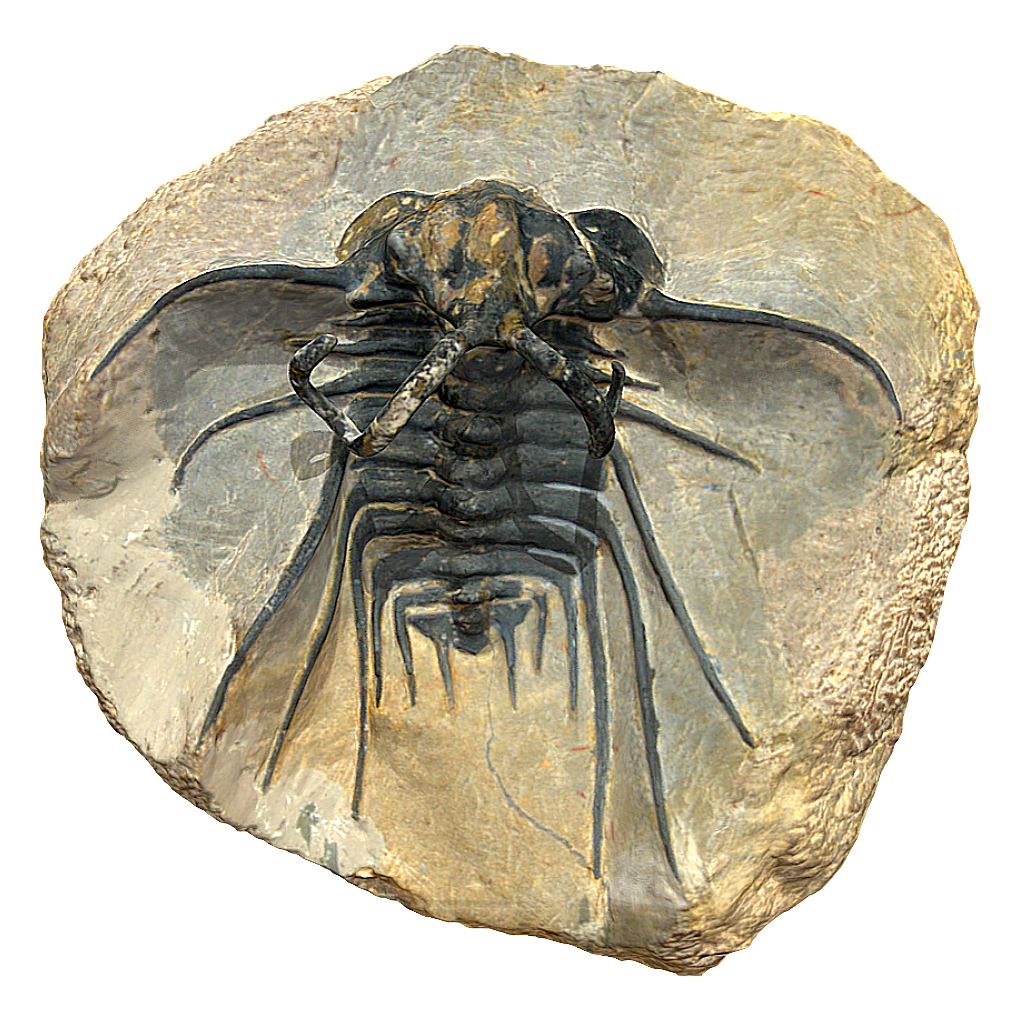 Fossil of Trilobite with Round Shield