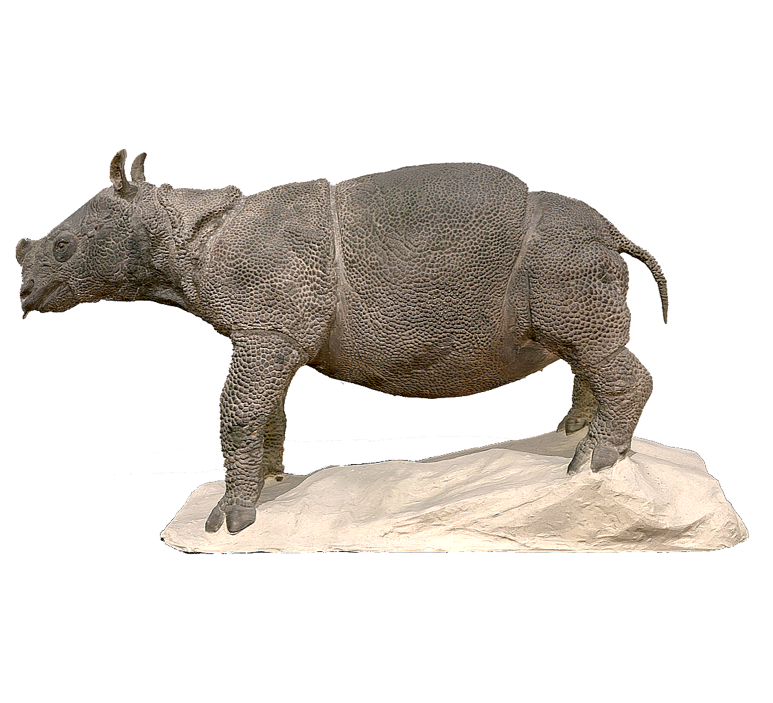 Javanese Rhinoceros Specimen