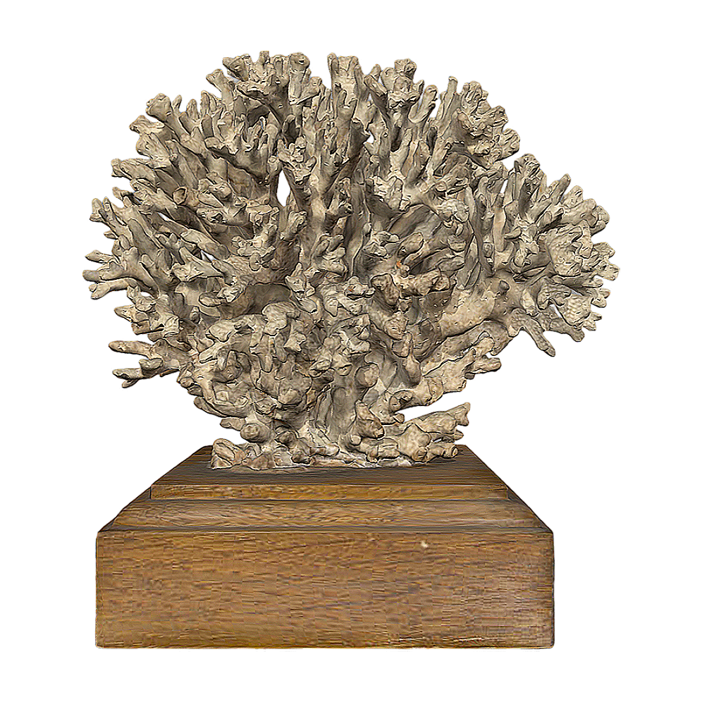Cauliflower coral specimen