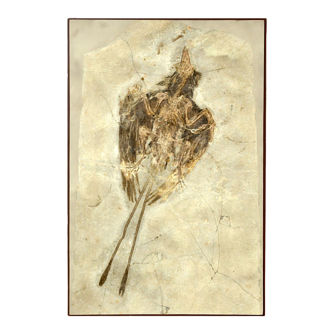 Primitive bird fossils