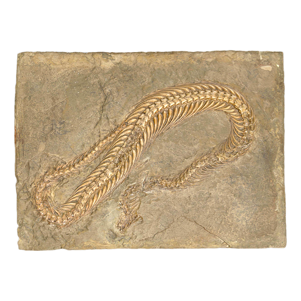 Titan python fossil
