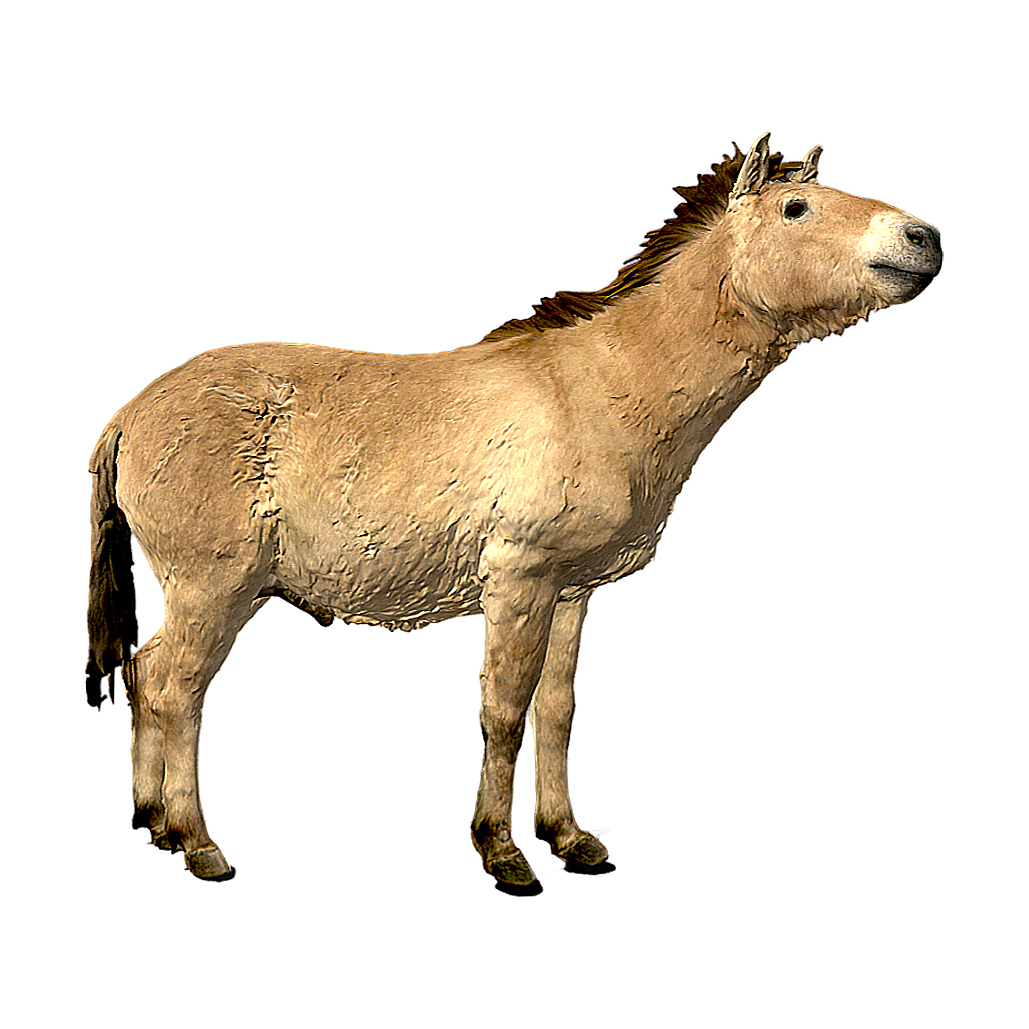 Przewalski's Mustang specimen