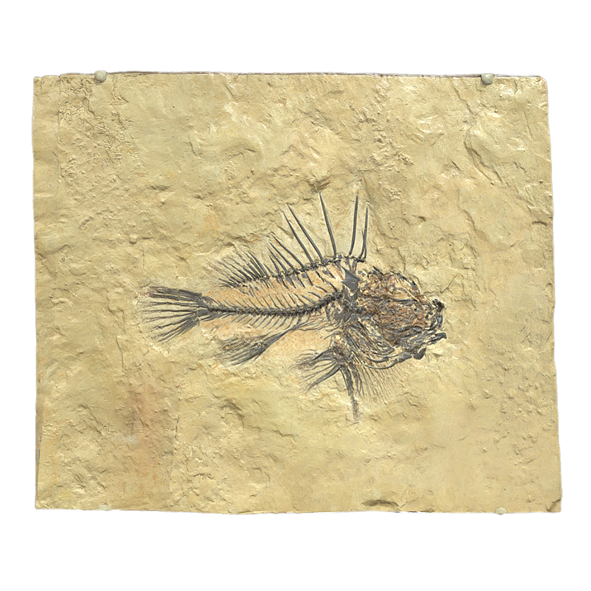 14 million year old scorpionfish fossils