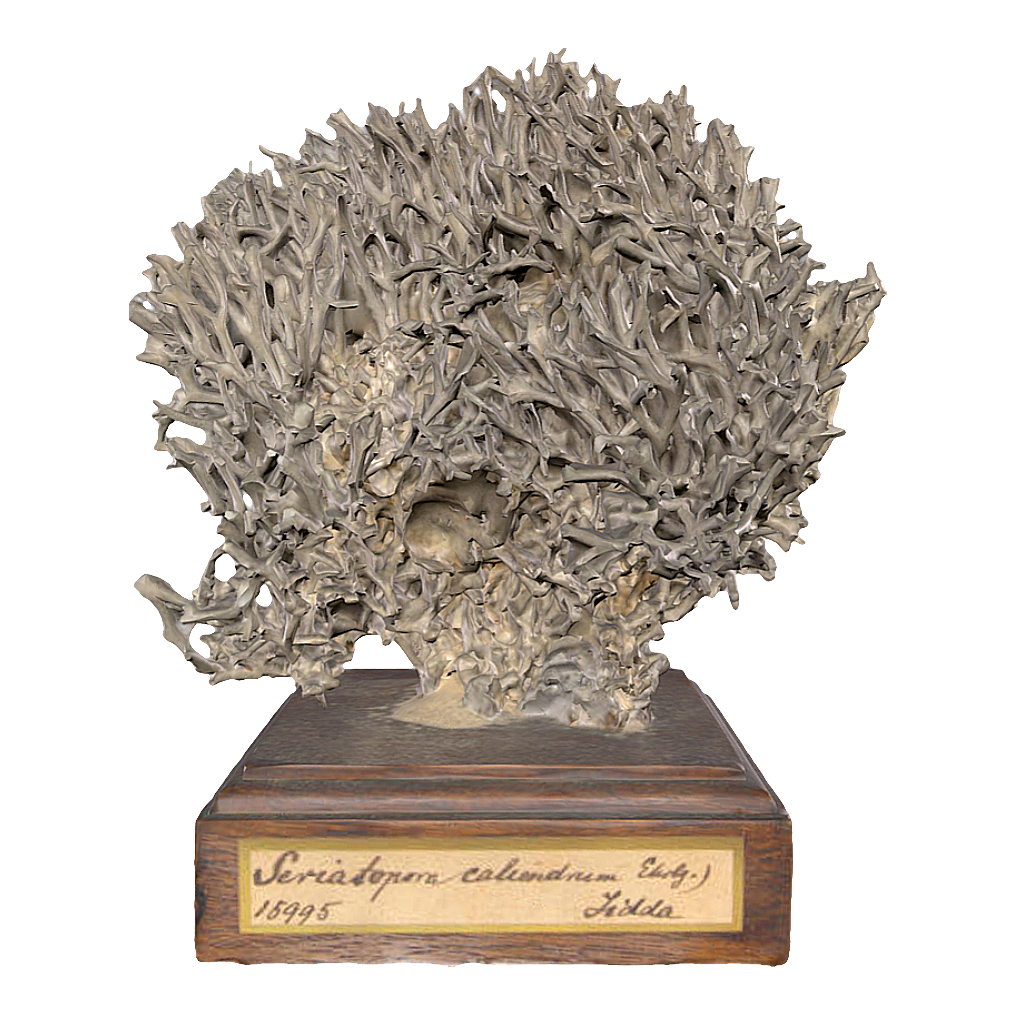 Green Bird's Nest Coral Specimen