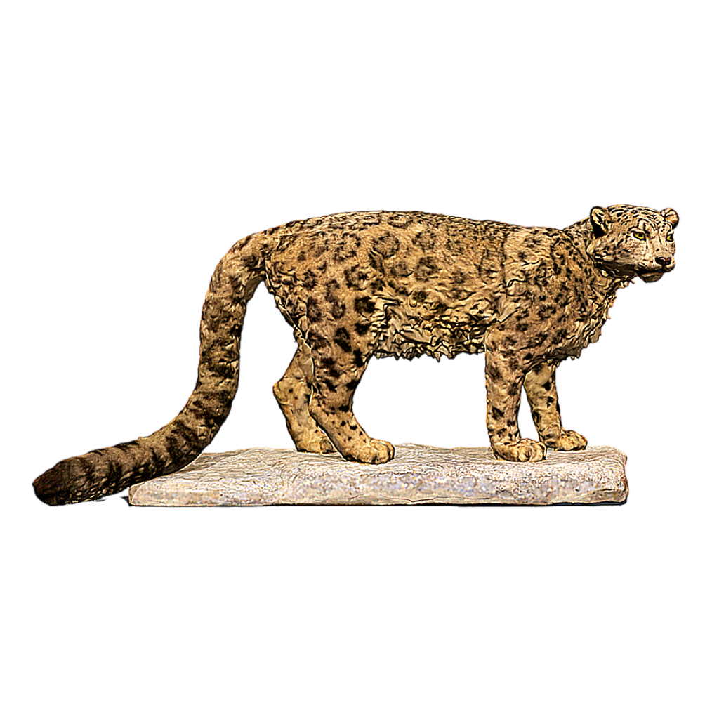 Snow leopard specimen