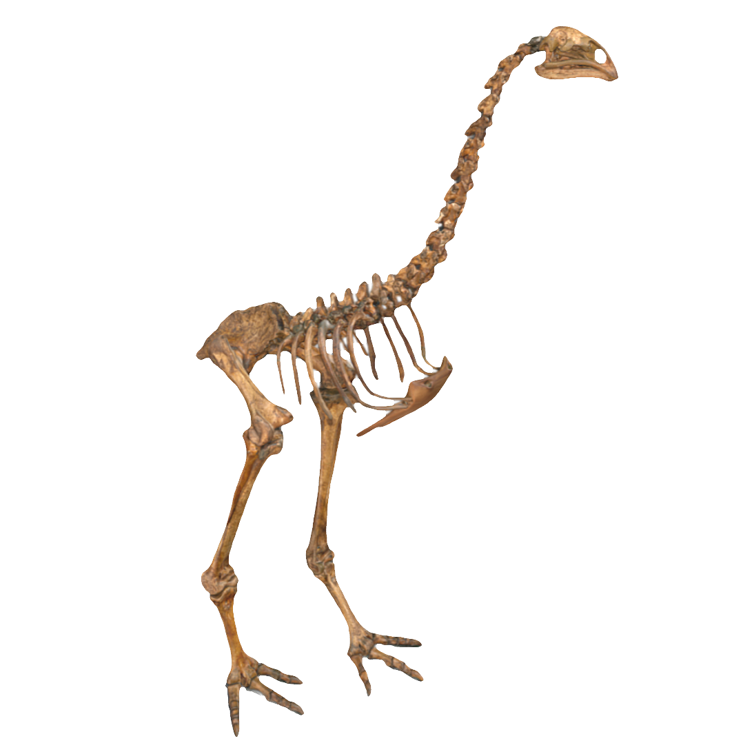 Southern giant terror bird skeleton