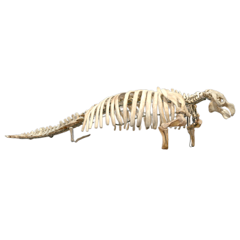 Stella manatee skeleton