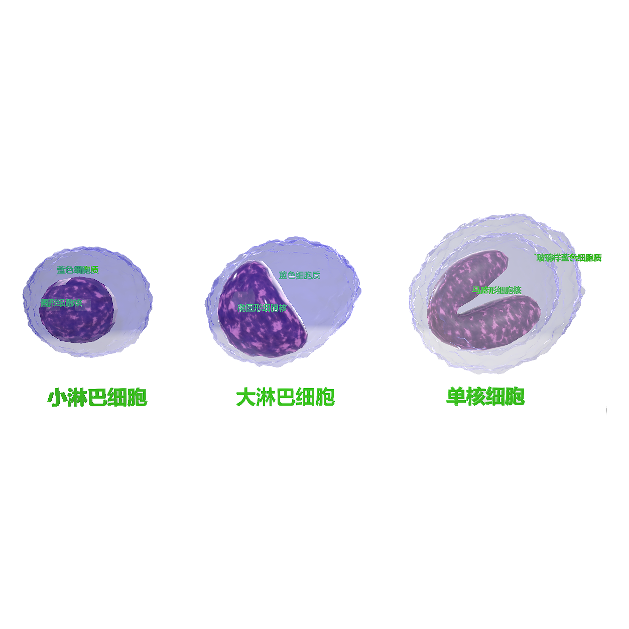 Small lymphocytes, large lymphocytes, and monocytes (microscopic 3D perspective view)