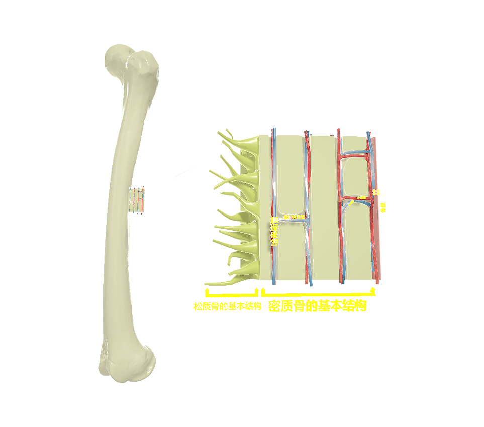 Bone tissue anatomy with marked details