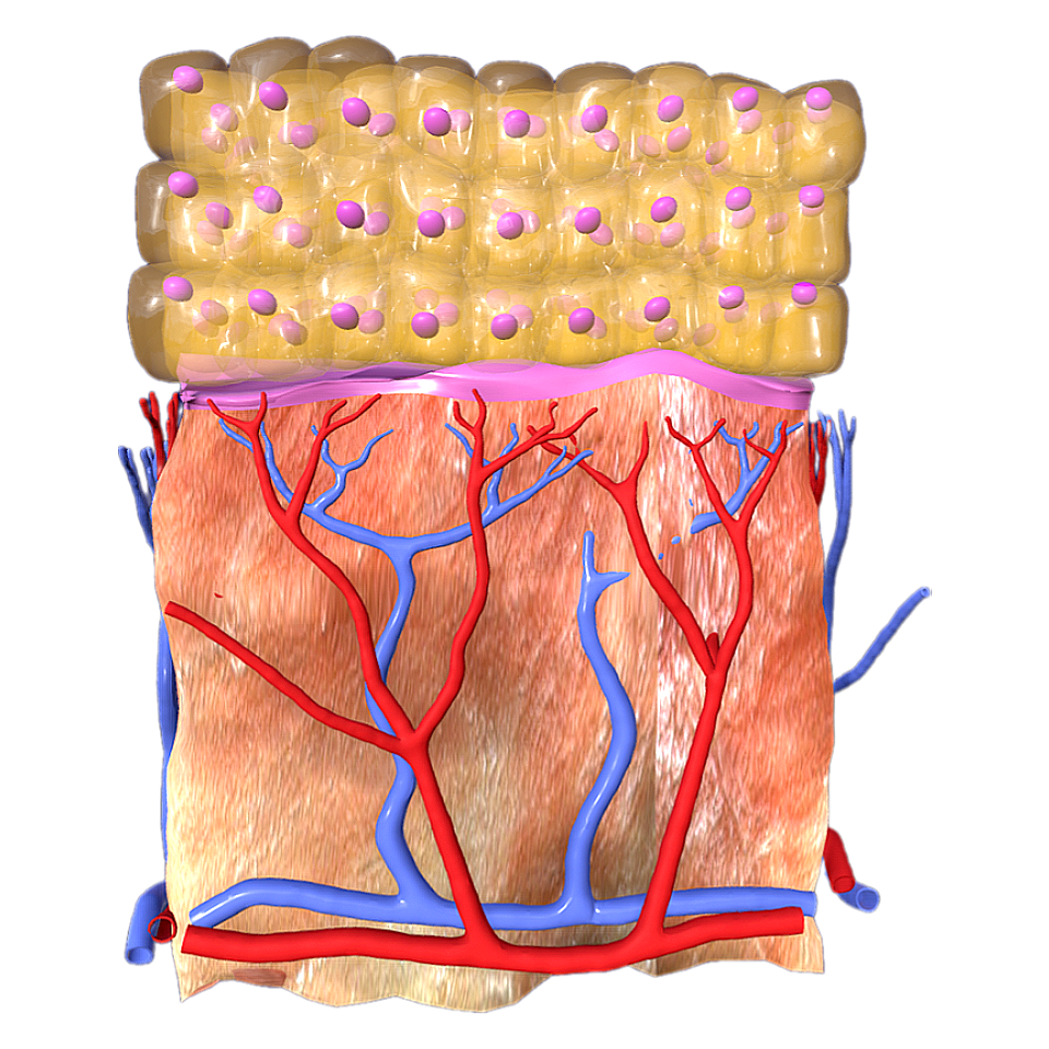 Layered cubic structure diagram of epidermal tissue