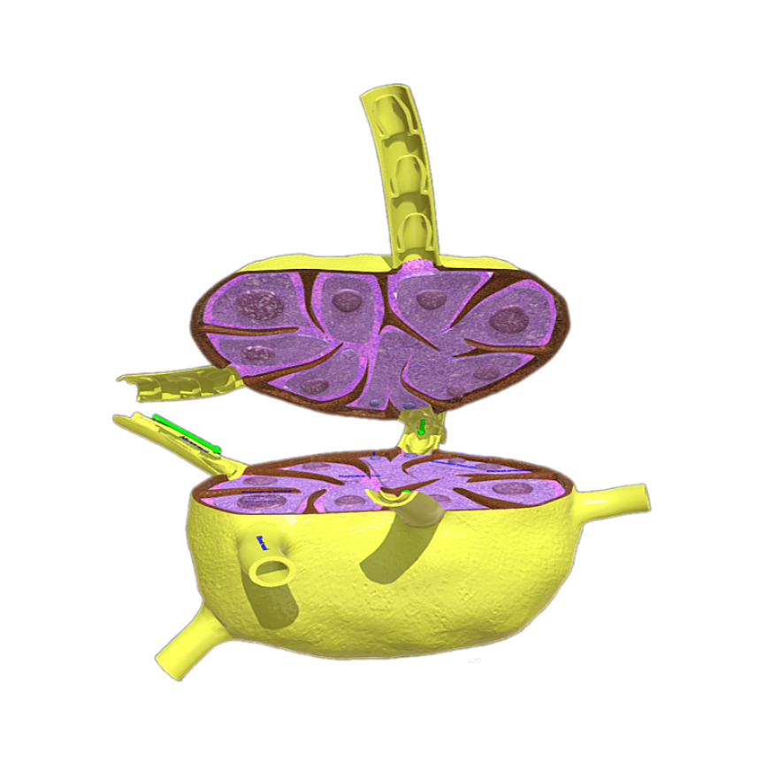 Lymph node anatomical tissue (3D sectional structure diagram)