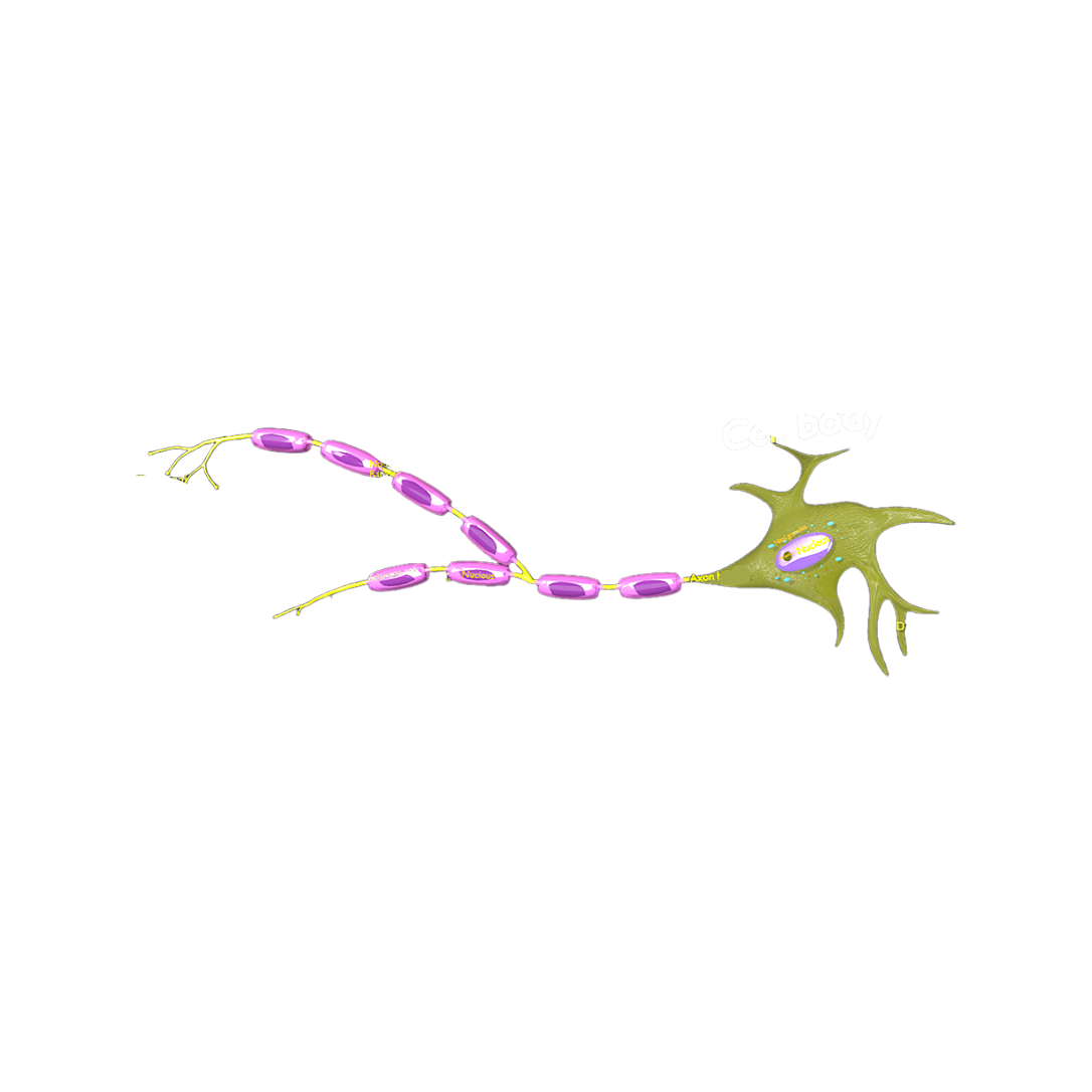 The structure of neuronal cells