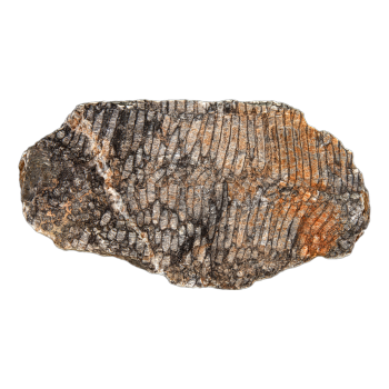 Silicified coral