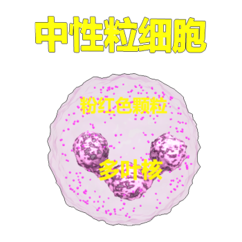 Neutrophils (Microscopic 3D Schematic)