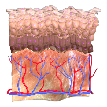 Layered cubic structure diagram of squamous tissue on the skin