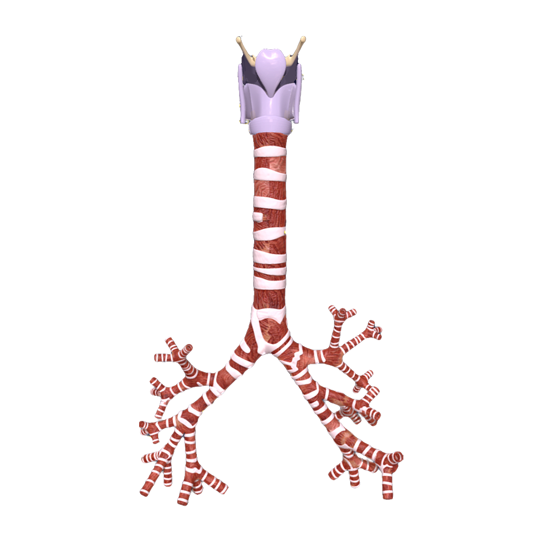 Human tracheal structure (3D medical model with annotations)