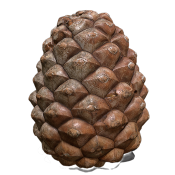pine cones