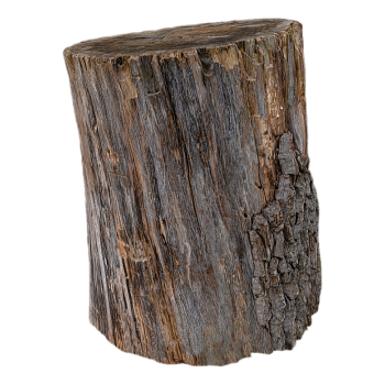 Cut good oak