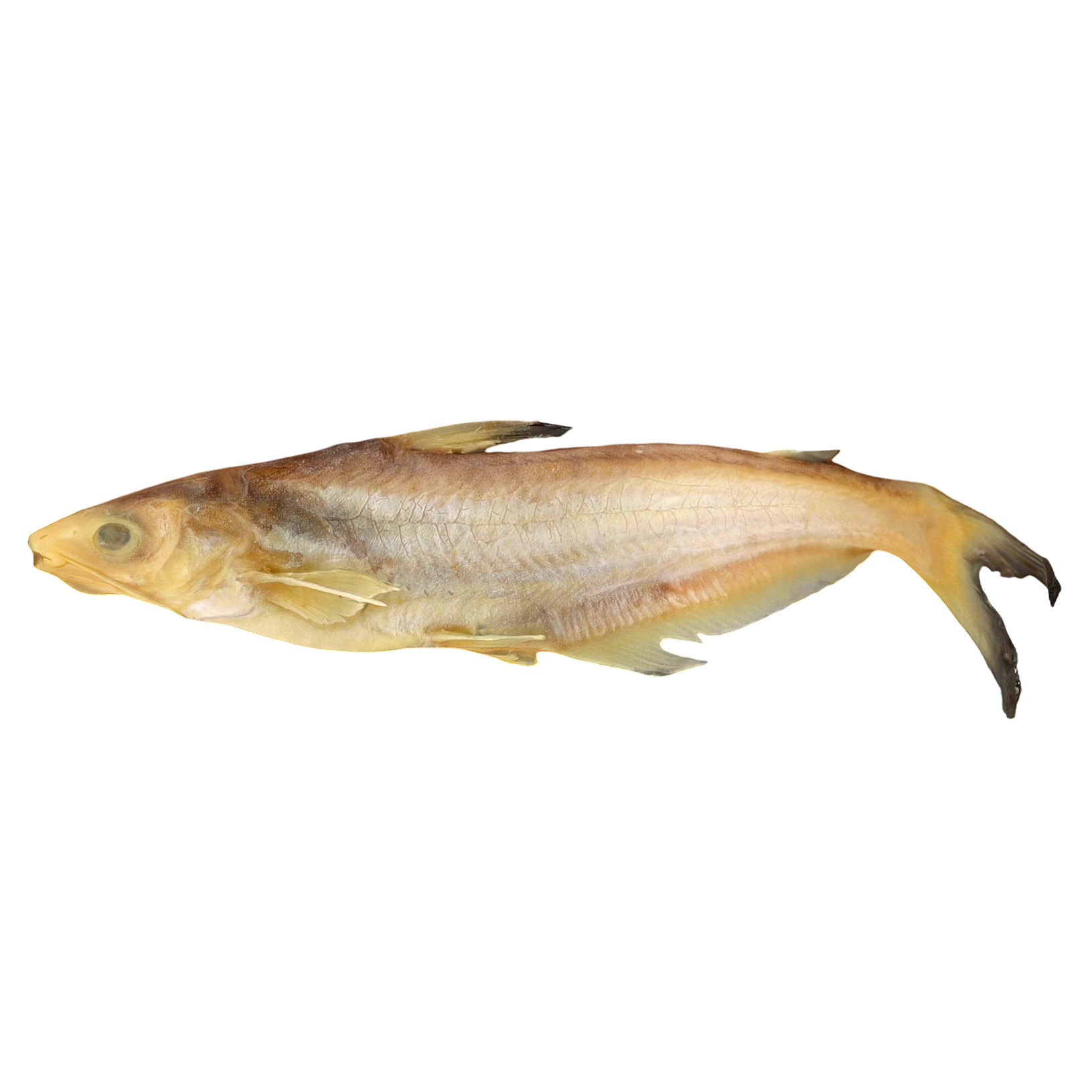 Specimen of low-eyed pair giant catfish