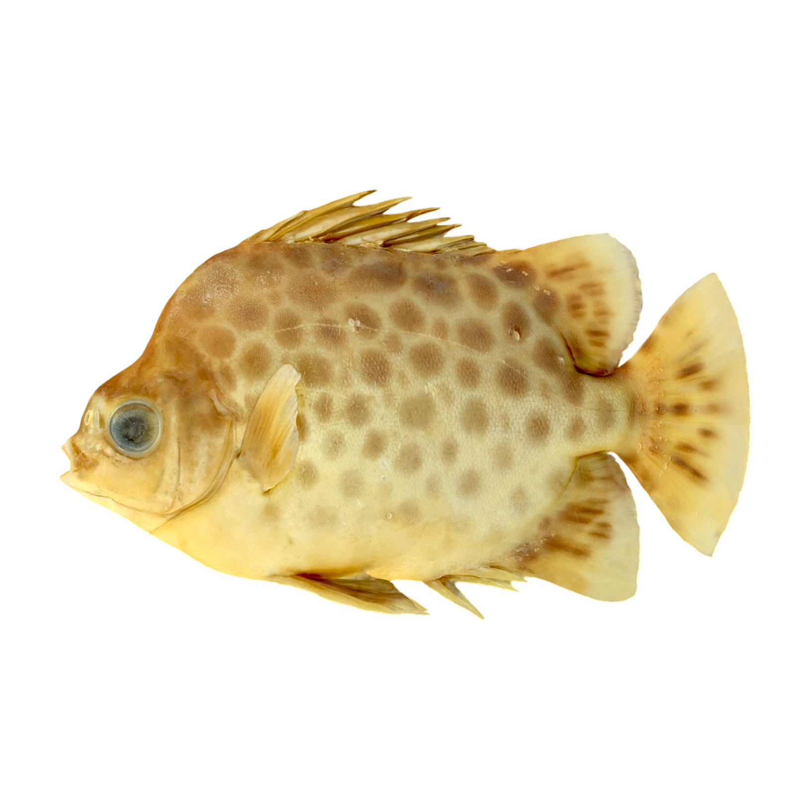 Specimen of spotted mullet