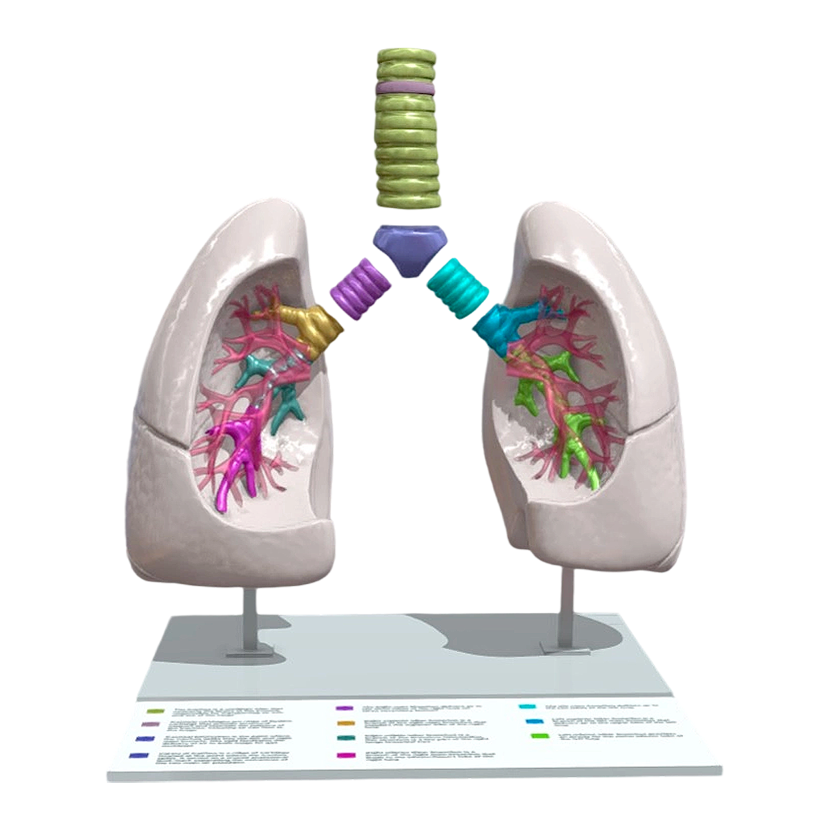 Anatomical 3D medical model of the lung