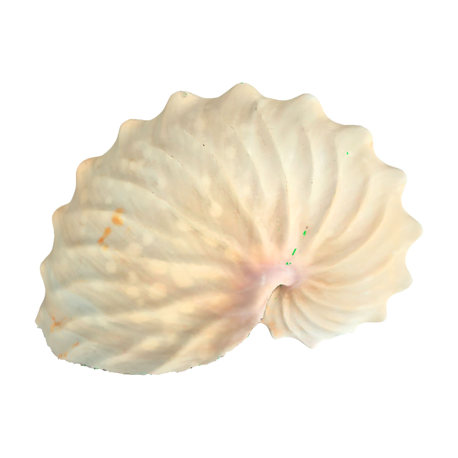ship octopus shell