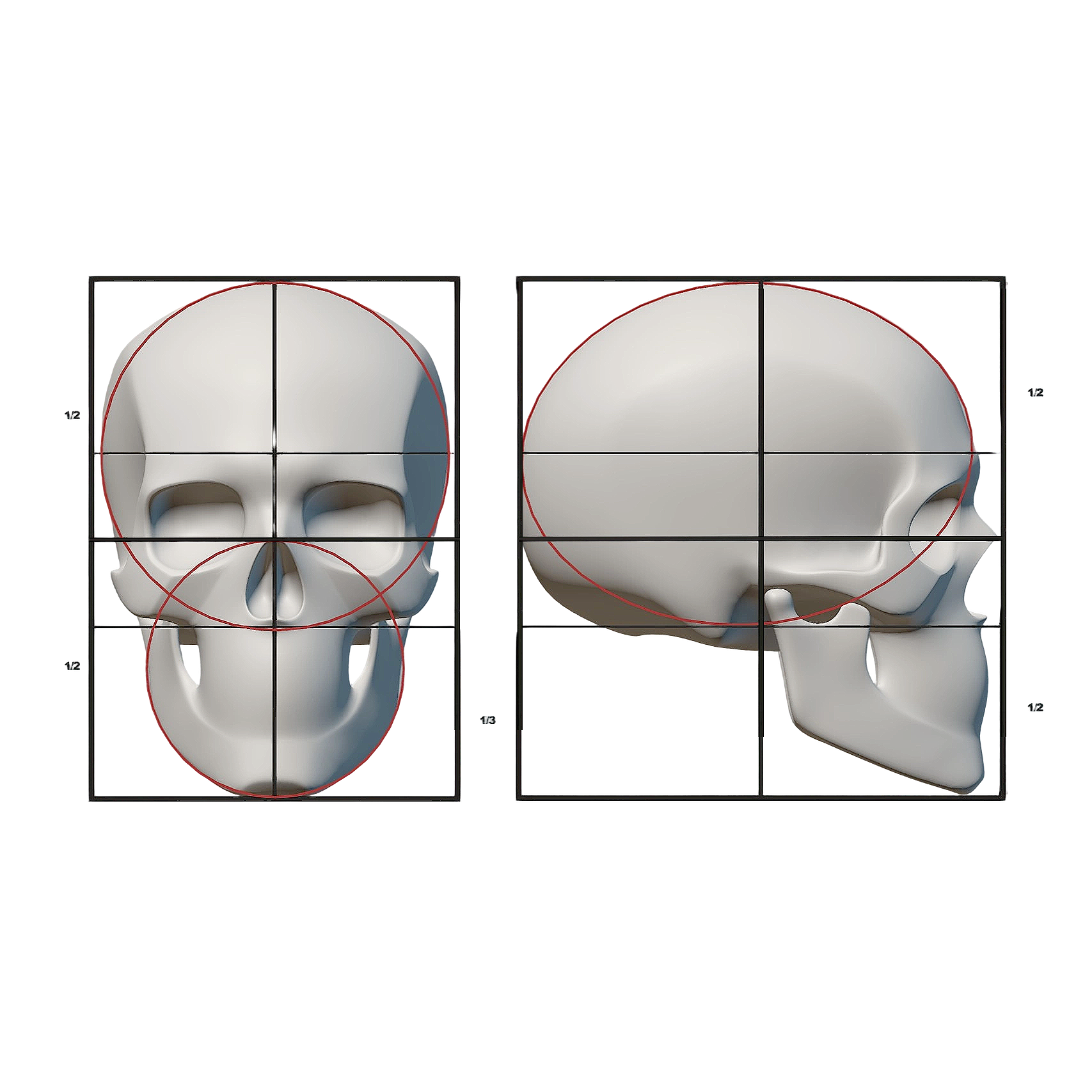 Skull scale 3D schematic