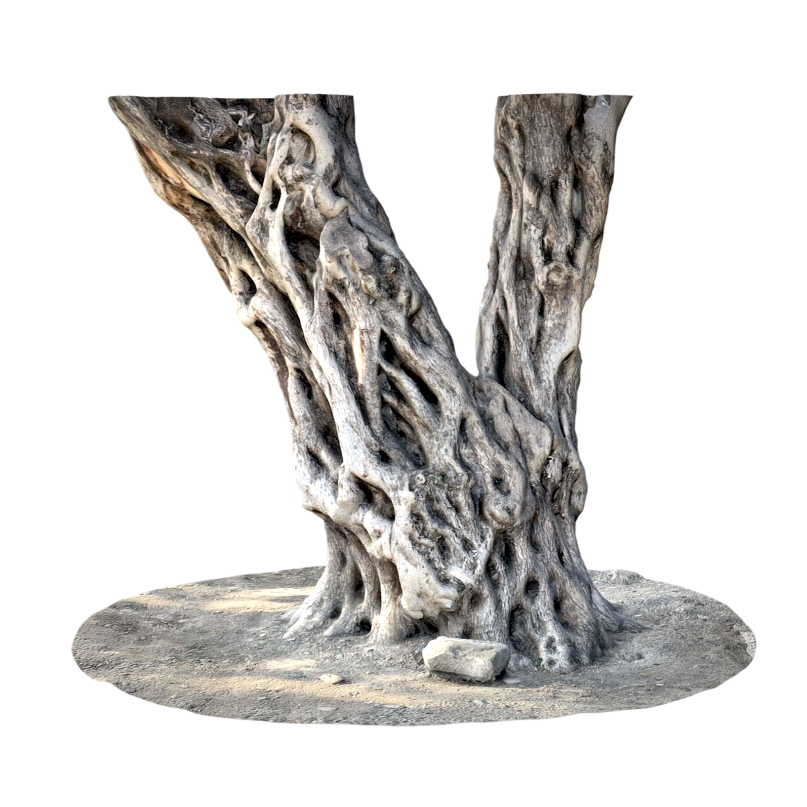 A thousand-year-old olive tree trunk