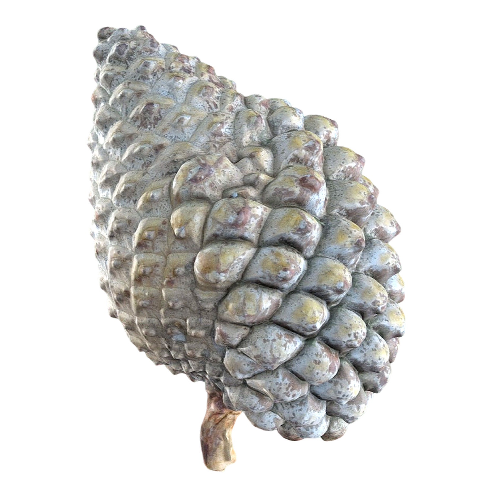 Pinus pineculana