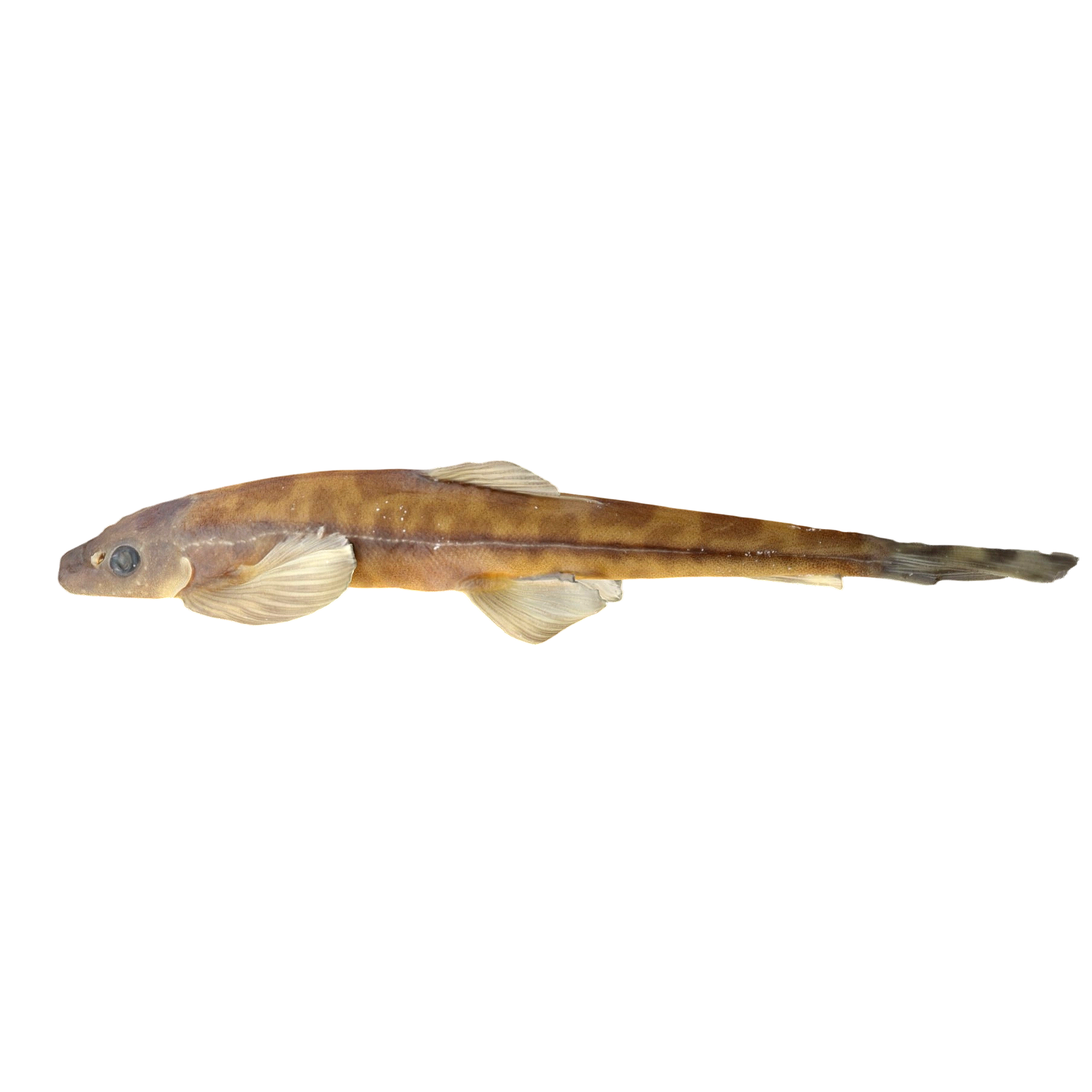 long neck medaka specimen