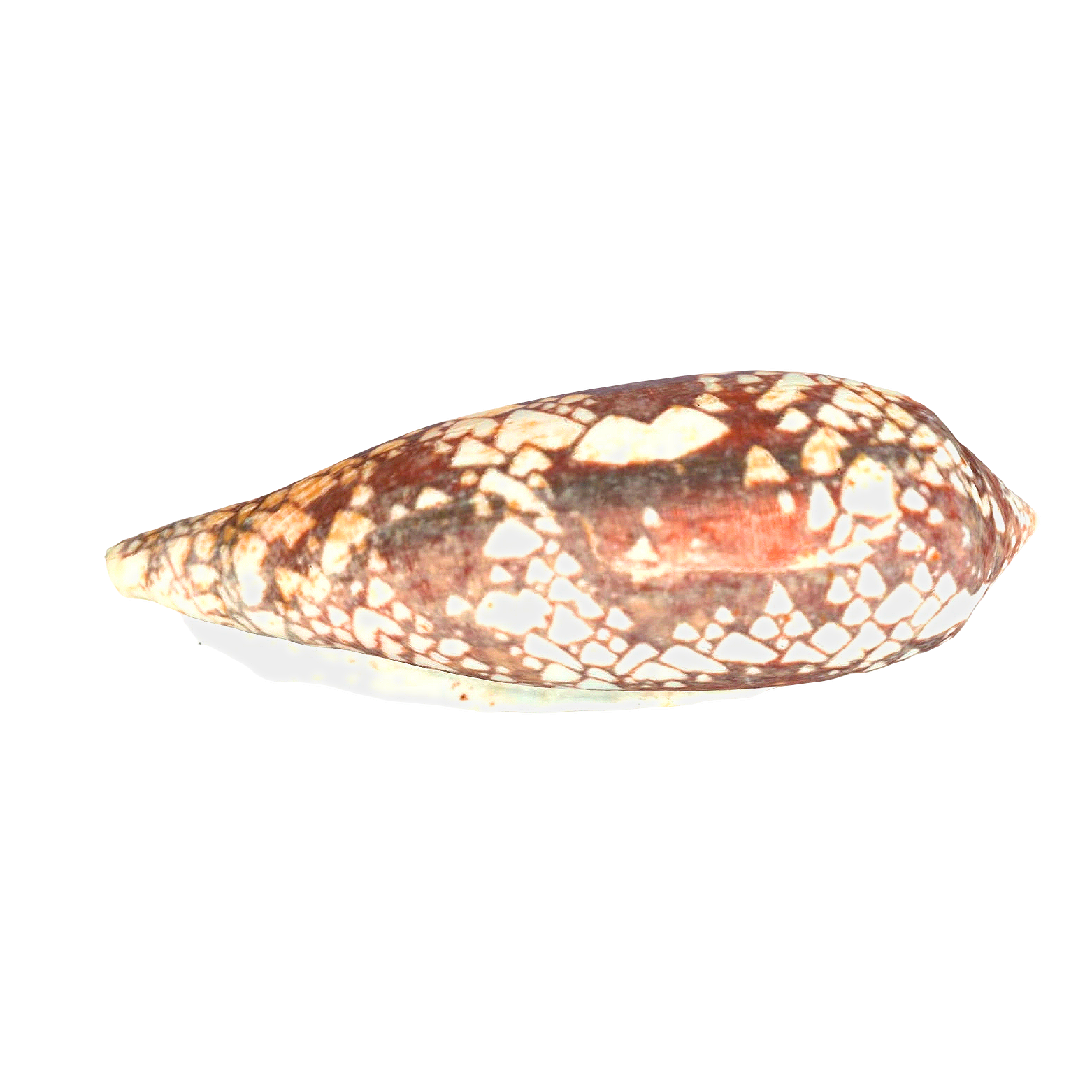 conus snail shell
